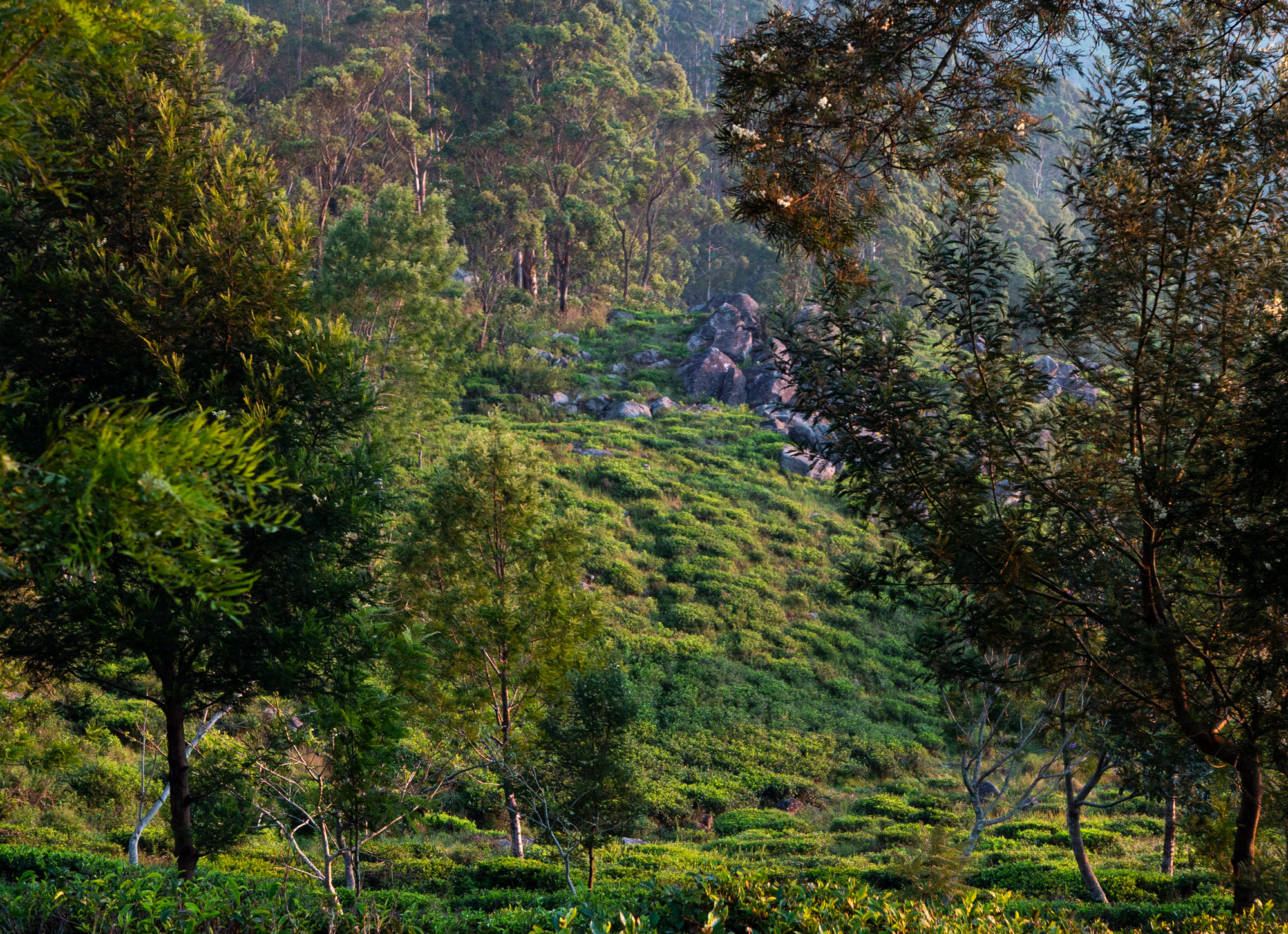 ForestFarm_P108011901