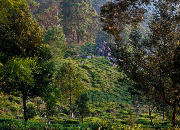 ForestFarm_P108011901