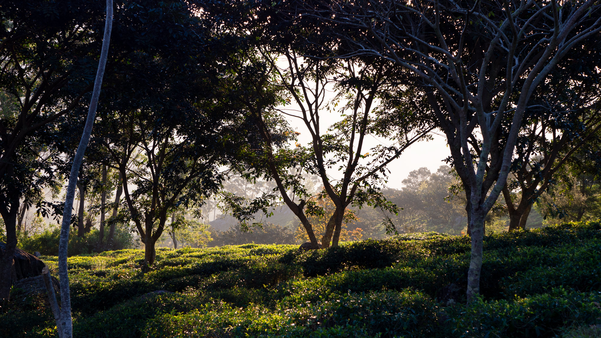 ForestFarm_P1080255_01