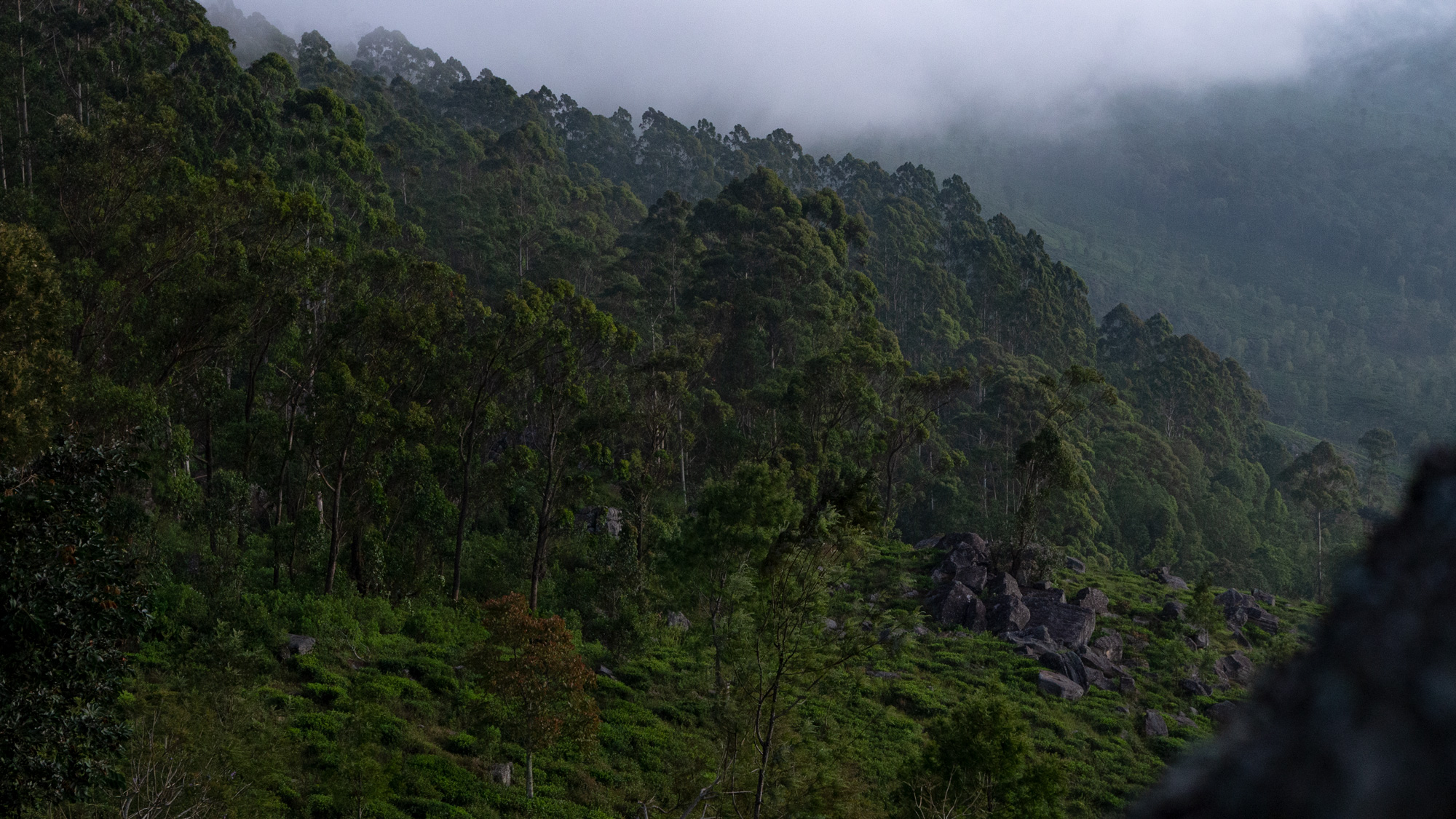 ForestGarden_P1080056