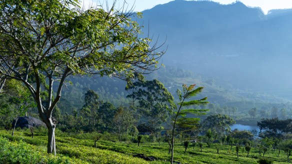 ForestGarden_P1080420